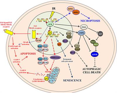 Modulating Both Tumor Cell Death and Innate Immunity Is Essential for Improving Radiation Therapy Effectiveness